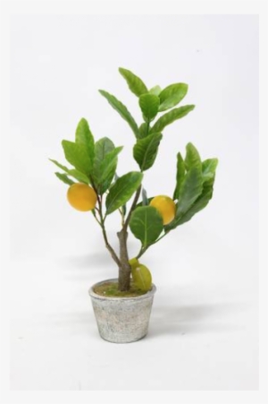 Small Lemon Tree #3762577