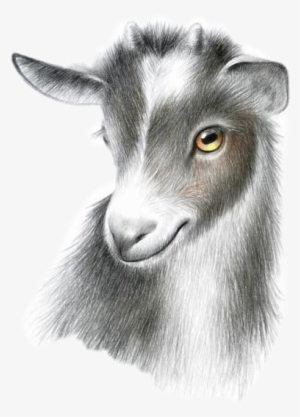 Goat #3764506