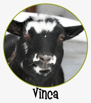 Vinca Circle #3764528