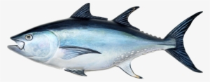 Top Tuna Fish Spots Include Saltwater Environments - Tuna Fish Stock #3766253