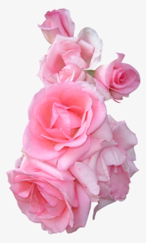 Tumblr Lsd509wkkf1qjo4f3o1 500 Png Rose Png Tumblr - Pink Flowers Border Png #3767118