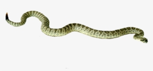 Free Icons Png - افعى Png #3767315