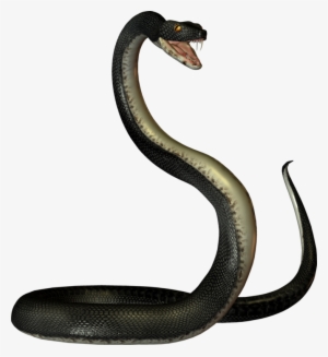 Змея На Прозрачном Фоне #3767538