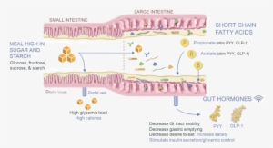 Pathway Of A Meal High In Sugar And Starch - Diagram #3767540