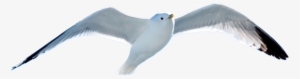 Чайка, Чайка В Полете, Gull, Gull In Flight, Möwe, - Чайка В Полете Пнг #3767609