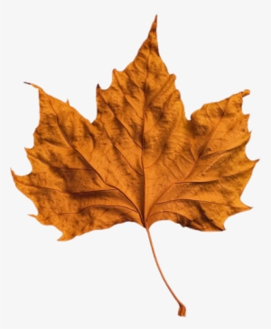 Forever, - Fall Png #3767697