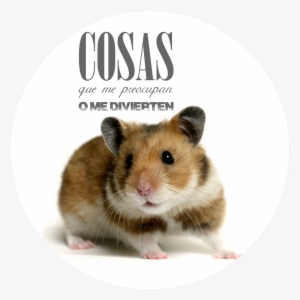 La Conduccion Rata - Hamster #3767700