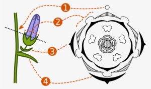 Open - Floral Diagram For Thevetia Peruviana #3768846 Open - Floral Diagram For Thevetia Peruviana #3768846