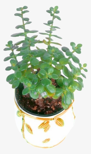 Flower Pot Green Plant - Plants #3769050