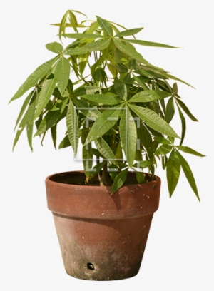 Parent Category - Plants #3769310