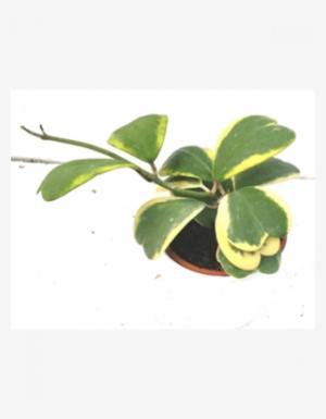 Hoya Kerrii Varigata Sweet Heart Hoya Plant With Fertilizer - Hoya Kerrii #3769374