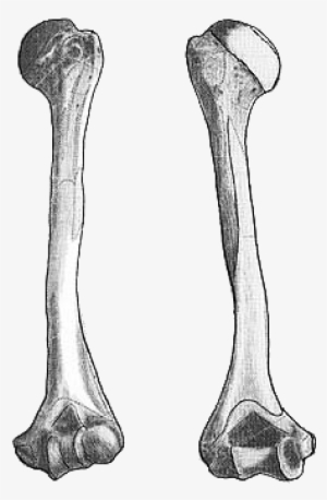 Anatomía - Imagenes De Un Organo Hueso #3769578