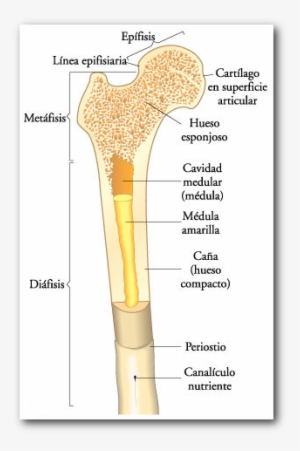 En La Superficie Del Tejido Óseo Compacto, Existen - Partes De Un Hueso De Pollo #3770379
