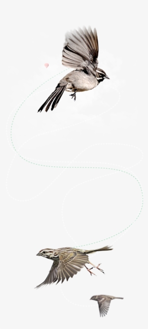 Flying Bird Png - Craft #3771251