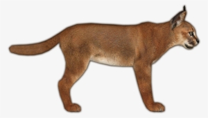 Caracal Jimmyzhoopz - Zt2 Caracal #3771885