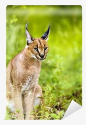 Caracal #3772043