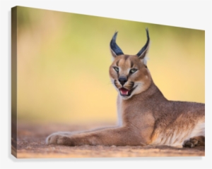 Caracal By Hillebrand Breuker Canvas Print - Caracals Art #3772236