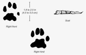 Caracal Tracks - Canada Lynx Tracks #3772439