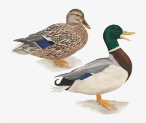 Mallard - Mallard Png #3775757
