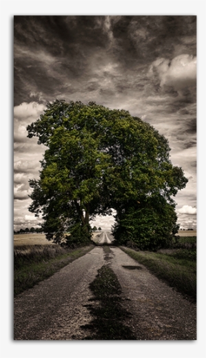 One Way Mobile Wallpaper Big - Green Grove Of Trees Arching Over A Pathway On A Stormy #3775972