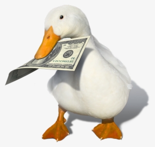 Duck - You Ve Heard Of Elf On The Shelf Now Get Ready For #3776140