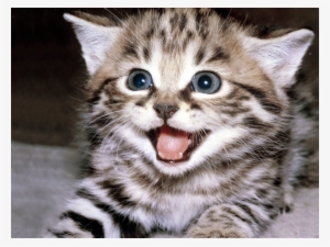 Kitten Smiling #3776433