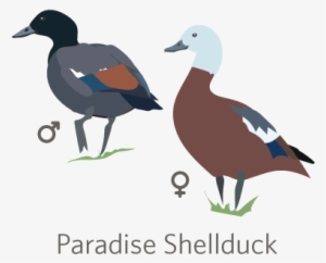 Nearly All Anseriformes Belong To The Family Anatidae, - Duck #3776551