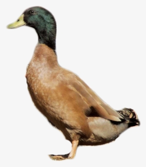 Khaki Campbell Duck Drawing #3776676