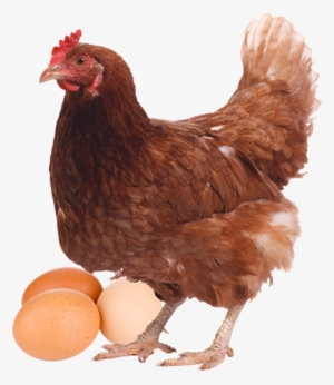 Gallina Png - Gallinas Ponedoras #3776863