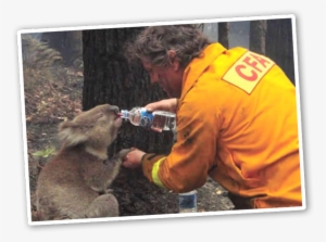 Campaign Panel One - Sam The Koala #3776892