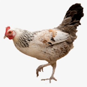 Gallina - Gallina Animal Png #3777070