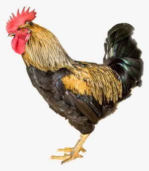 Bienvenidos/as A La Web De La Gallina Del Sobrarbe - Rooster #3777671