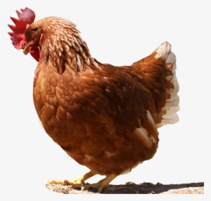 Gallina - Chicken #3777944