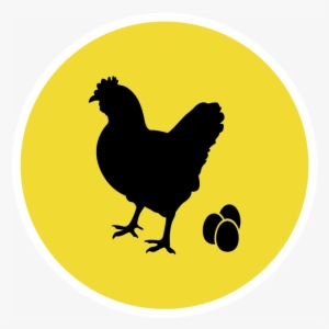 Gallina De Postura - Rooster #3778098