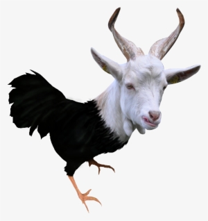 Goat #3778170 Goat #3778170