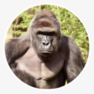 Gorilla Shot Dead In Zoo #3779060