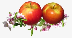 Red Apples, Apple Blossom, Springtime, Garden - Color #3779571