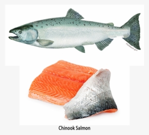 Cooking Oregon Salmon - Salmon Scientific Illustrations #3781061