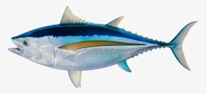 About Your Seafood - Tuna Fish Transparent #3781109