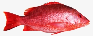 Red Snapper - Red Snapper Fish Png #3781269