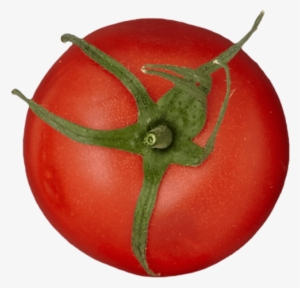 2 Unit - Plum Tomato #3782149