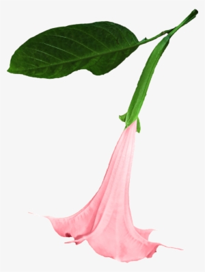 Datura Png Flower - Angels Trumpet Flower Png #3783357