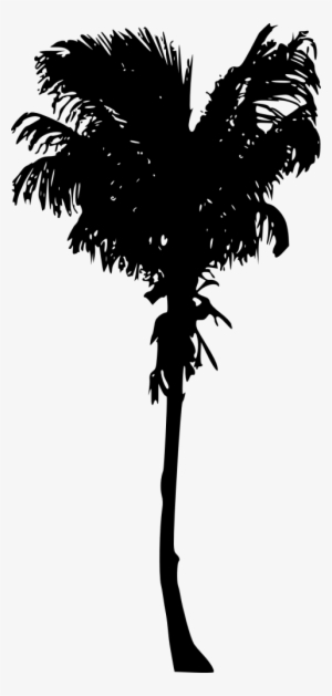 Free Png Palm Tree Png Images Transparent - Palm Trees #3783386
