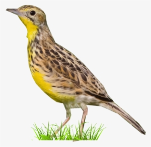 Western Meadowlark #3783767