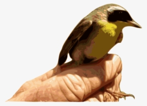 How To Set Use Yellowthroat Bird Svg Vector #3783934