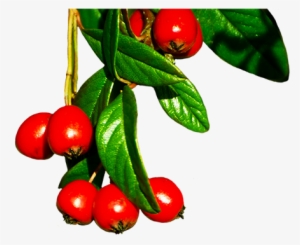 Red Winter Berries - Winter Berries Tree Png #3784353