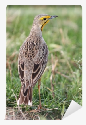 Cape Longclaw #3785565 Cape Longclaw #3785565