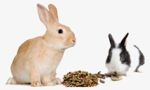 Buy Rabbit Feed Online For Sale, Rabbit Feed Manufacturers - Rabbit White Background #3786603