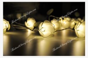 Still Life Photography #3788881