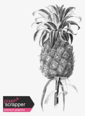 Vintage Pineapple 01 Template - Botanical Drawing Pineapple #3789361